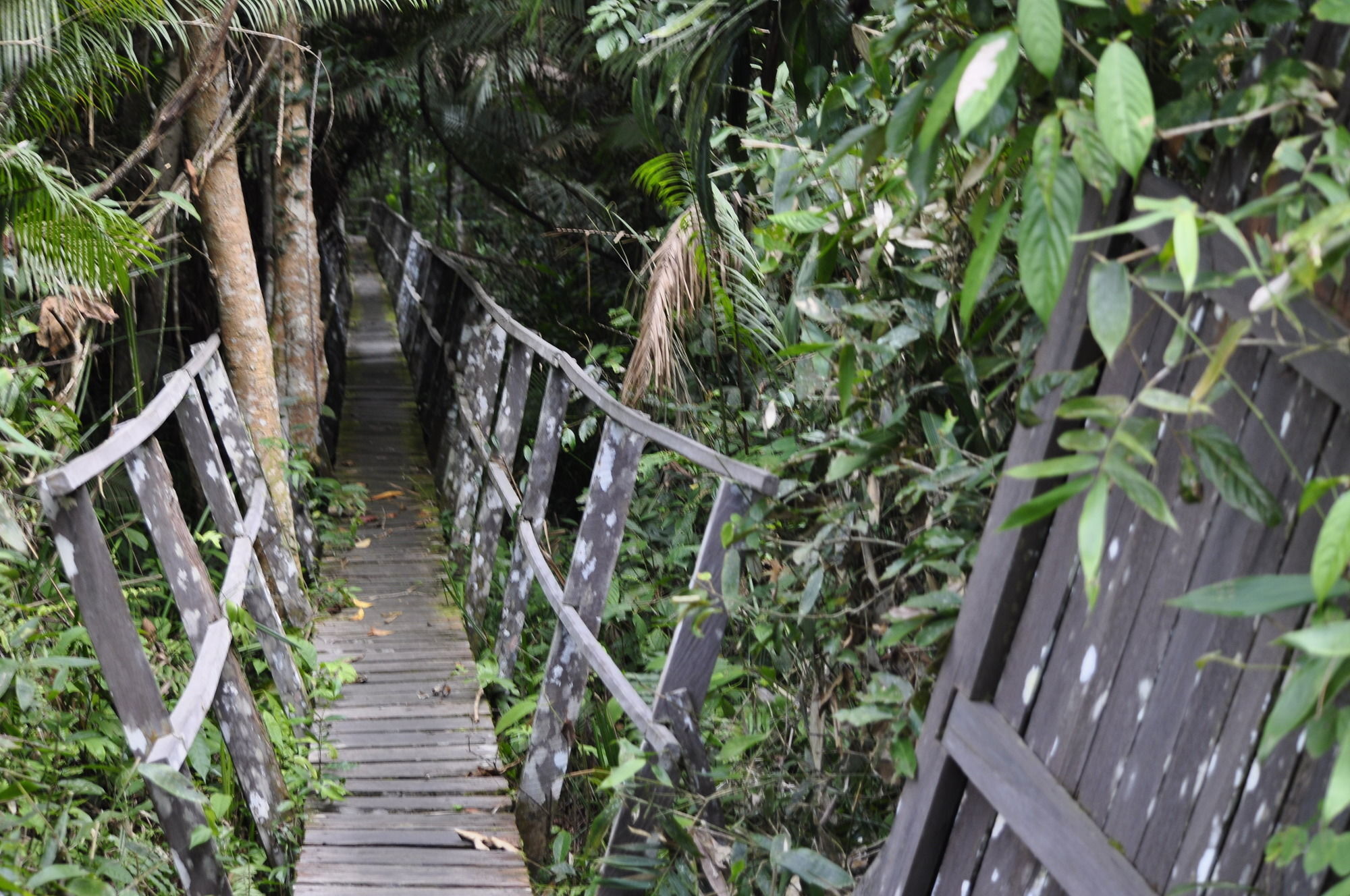 Samboja Lodge باليكبابان المظهر الخارجي الصورة